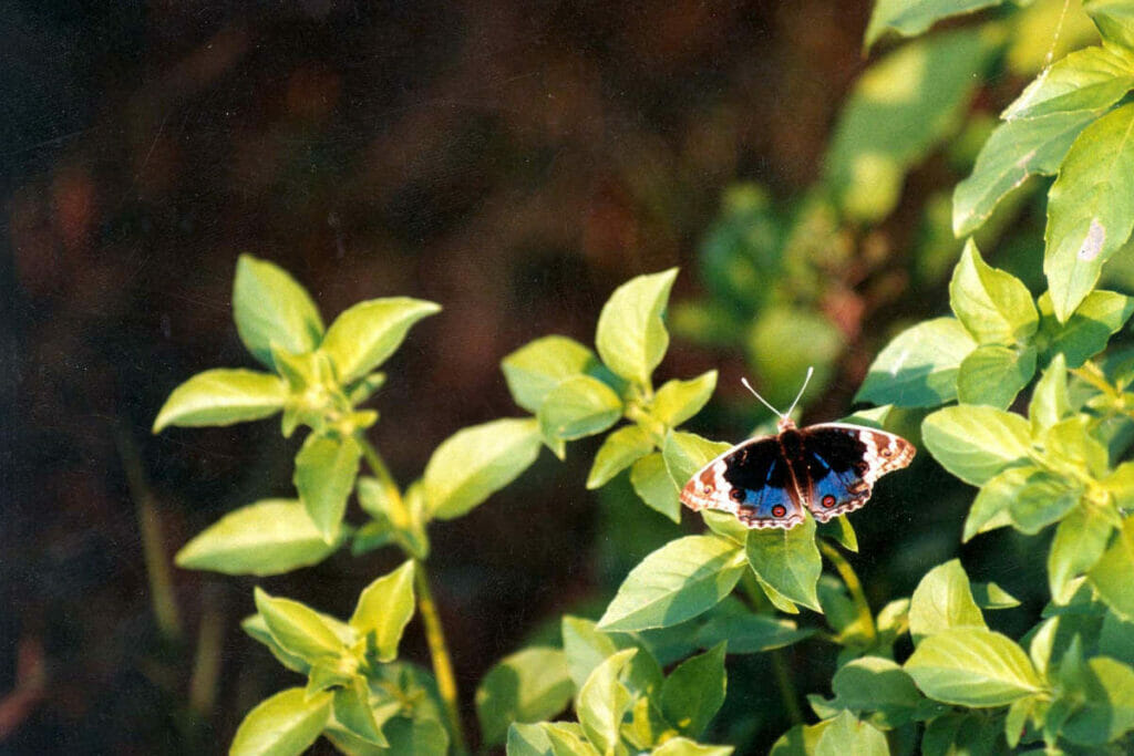 how-to-grow-tulsi-butterfly-on-tulsi