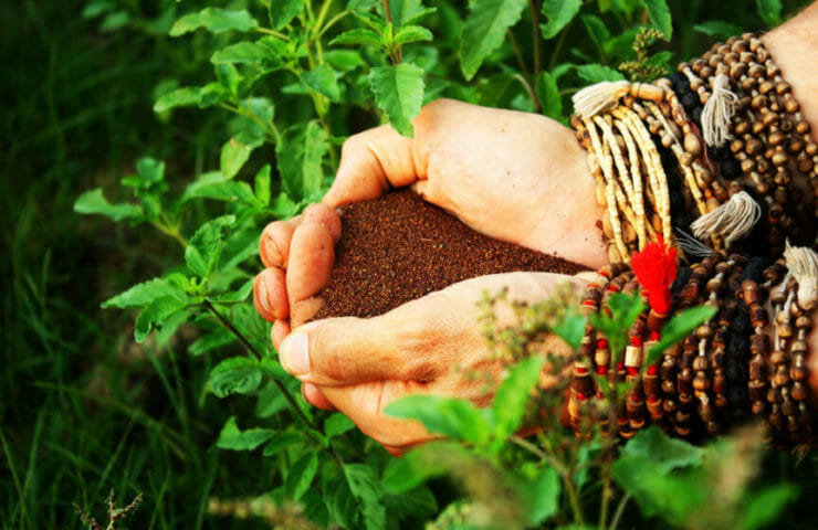 how-to-grow-tulsi-earth-in-hands