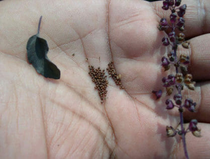 founders_organic_india_tulsi_seeds_in_hand